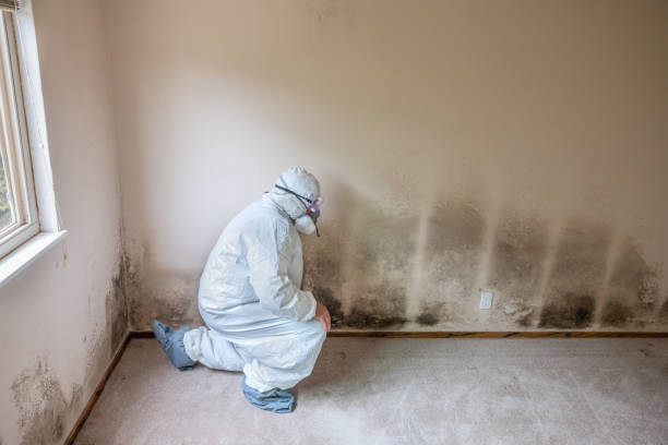 Best Mold Remediation for Specific Building Types in Donora, PA